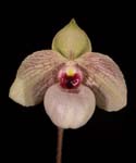 Paph. Lynleigh Koopowitz